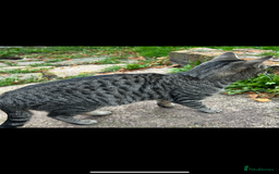 Domestic Shorthair cats for sale: Stray cat in desperate need of home  - Image 2