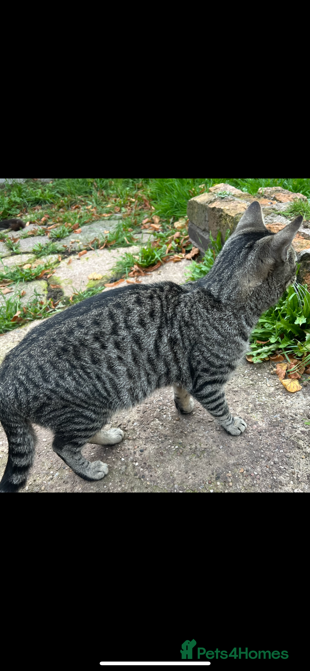 Domestic Shorthair cats for sale: Stray cat in desperate need of home  - Image 2