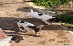 German Shorthaired Pointer dogs for sale: Working GSP puppy’s  - Image 11