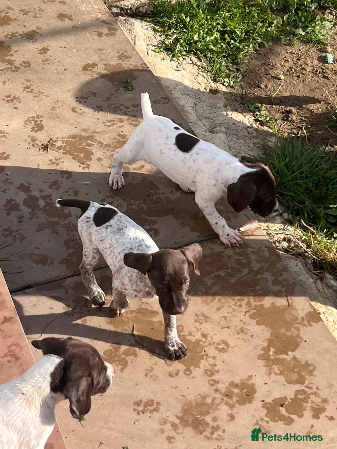 German Shorthaired Pointer dogs for sale: Working GSP puppy’s  - Image 11