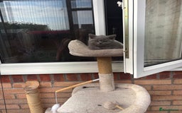 British Shorthair cats for sale: 🩵 1 blue/cream tortie BSH left to reserve 🩵 - Image 25