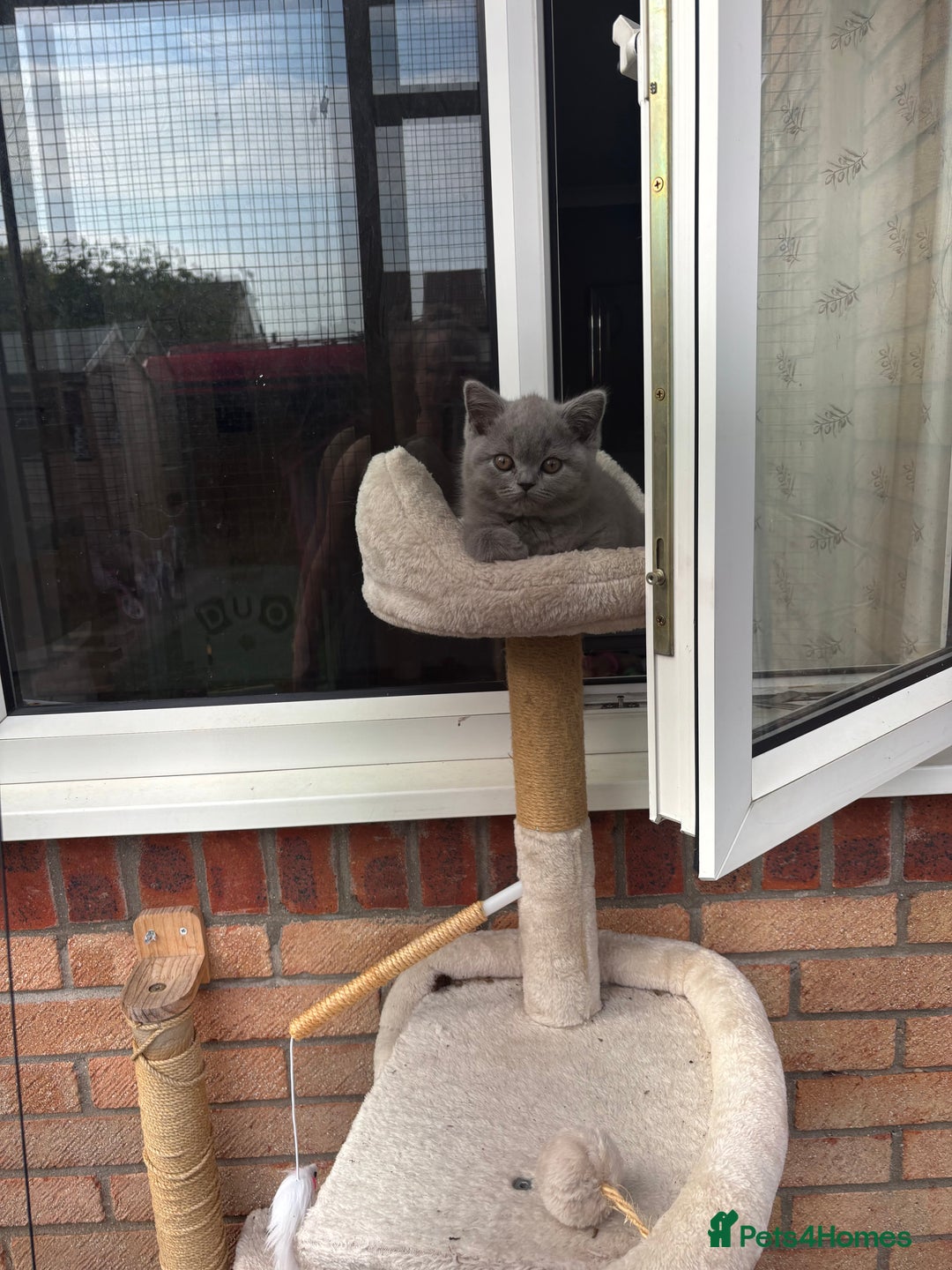 British Shorthair cats for sale: 🩵 1 blue/cream tortie BSH left to reserve 🩵 - Image 25