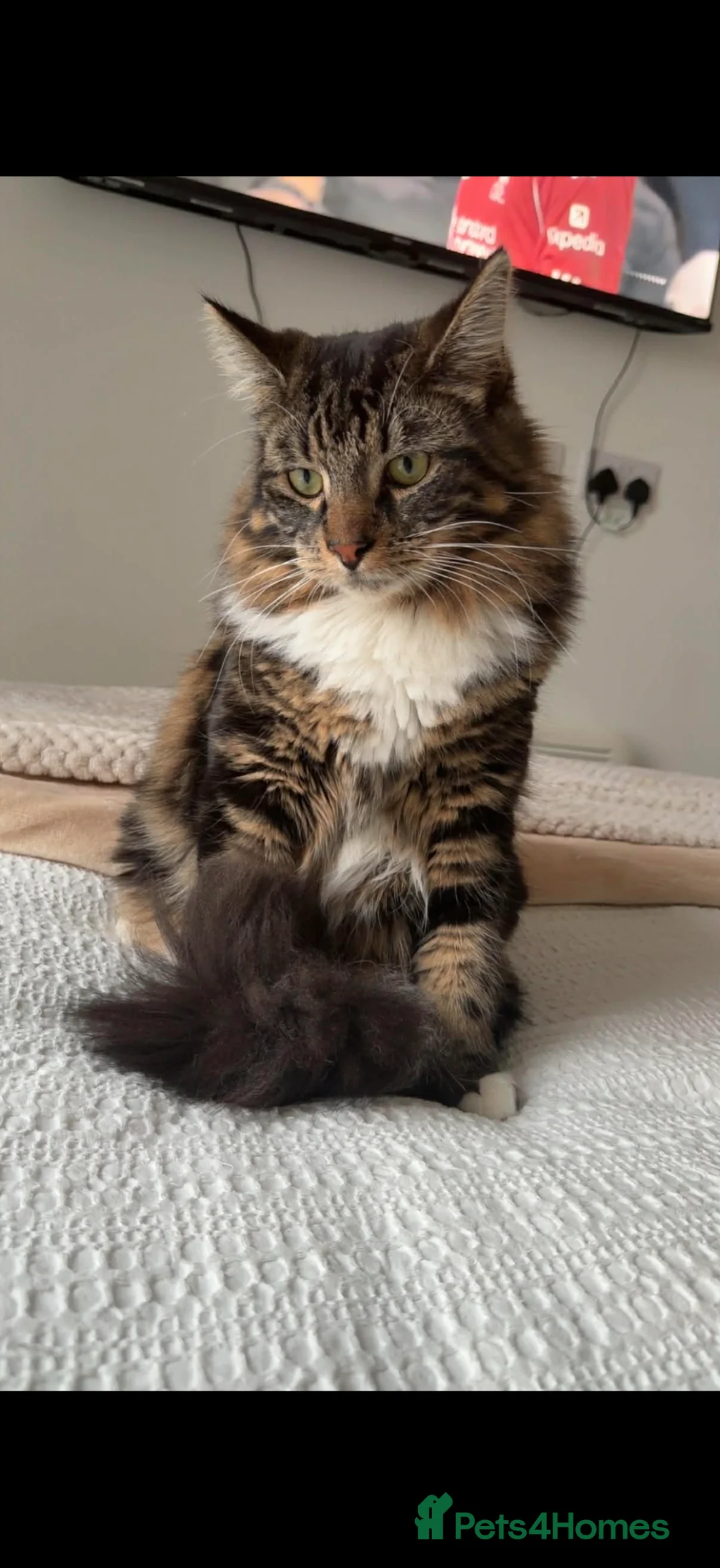 Mixed Breed cats for sale: 2 cats to be re homed   - Advert 6