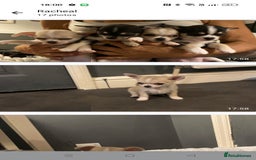 Chihuahua dogs for sale:  Quality KC stunning  tiny Chihuahua - Image 5