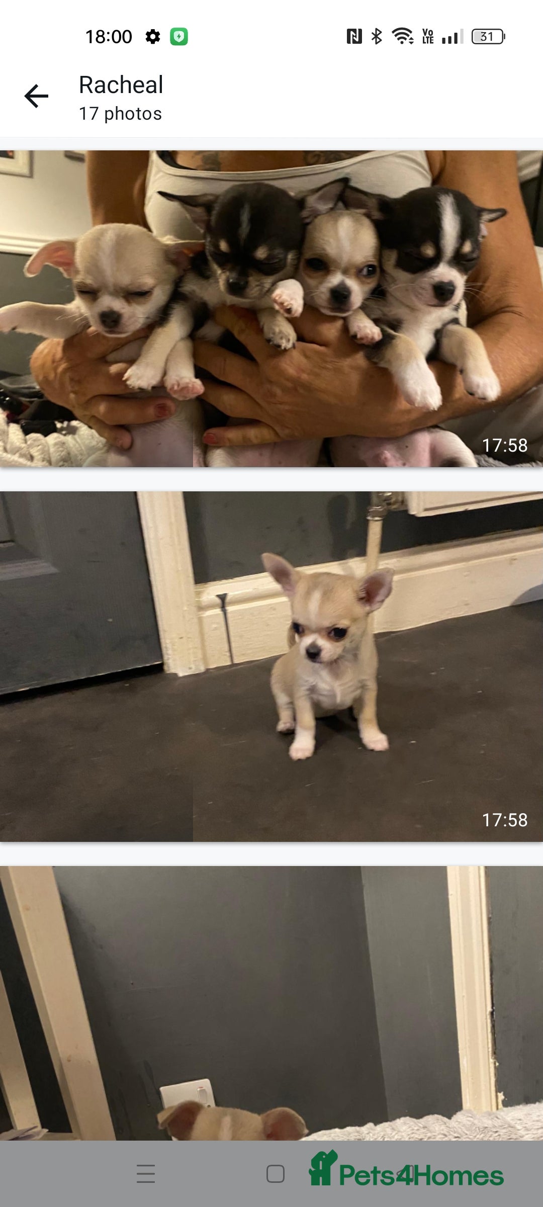 Chihuahua dogs for sale:  Quality KC stunning  tiny Chihuahua - Image 5