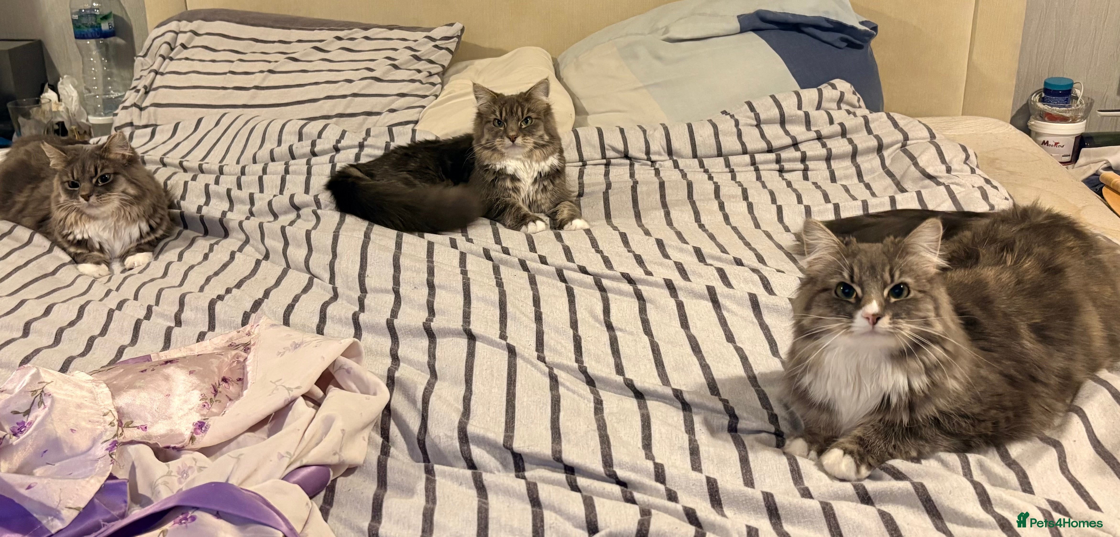 Mixed Breed cats 3 fluffy grey females  - Advert 1