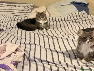 Mixed Breed cats 3 fluffy grey females - Advert 1