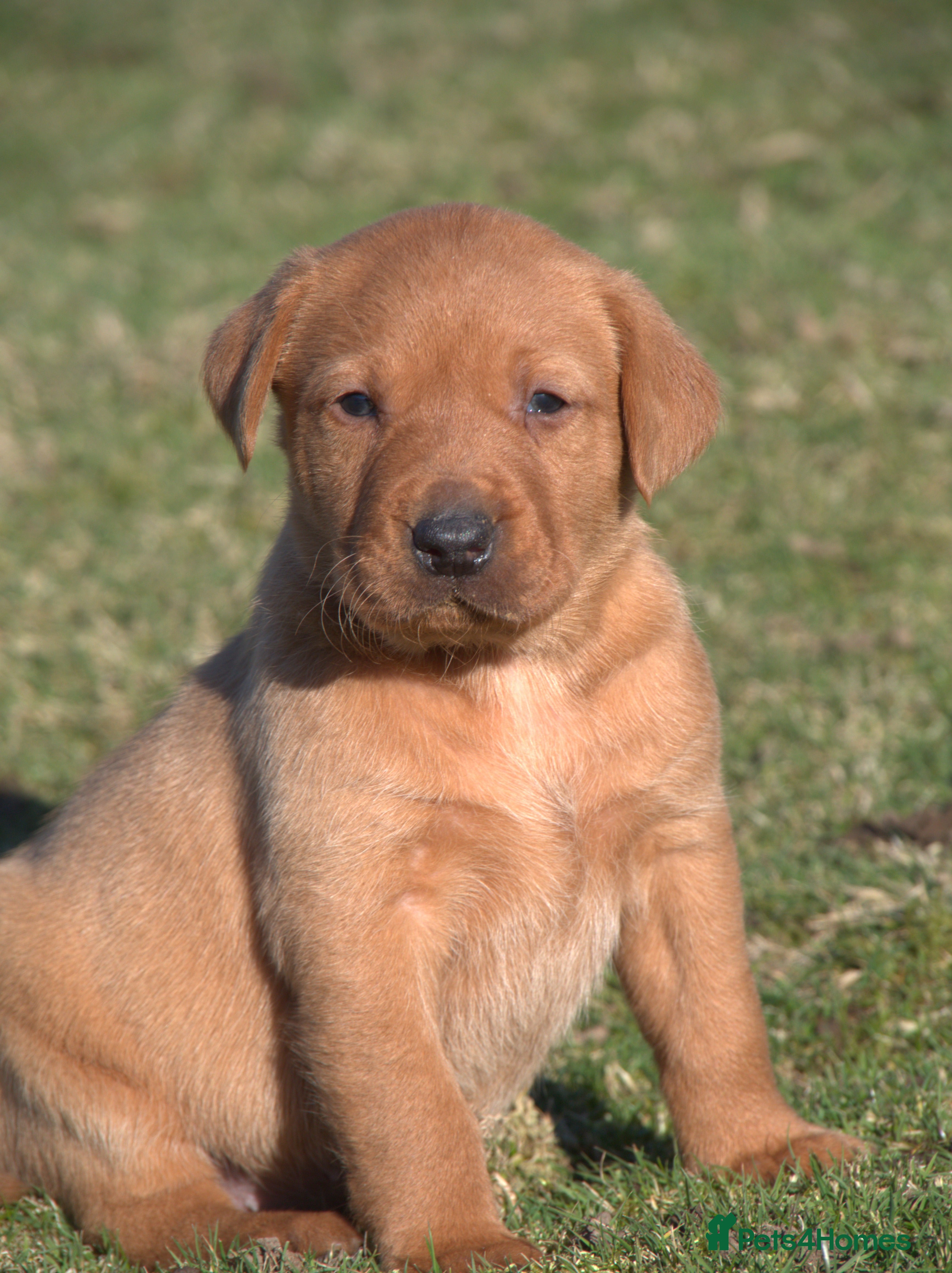 Labrador Retriever dogs Red Labrador Puppies - Advert 10