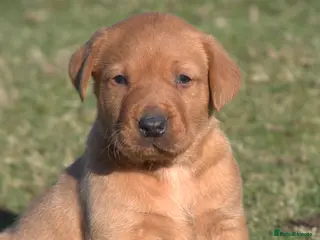 Labrador Retriever dogs Red Labrador Puppies - Advert 10