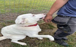 Mixed Breed dogs for adoption: DOUGIE - looking for an active guardian. - Image 23
