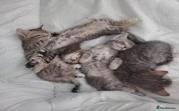 Bengal cats for sale: BENGAL Cross Kittens ♡ BLUE | READY NOW - Image 4