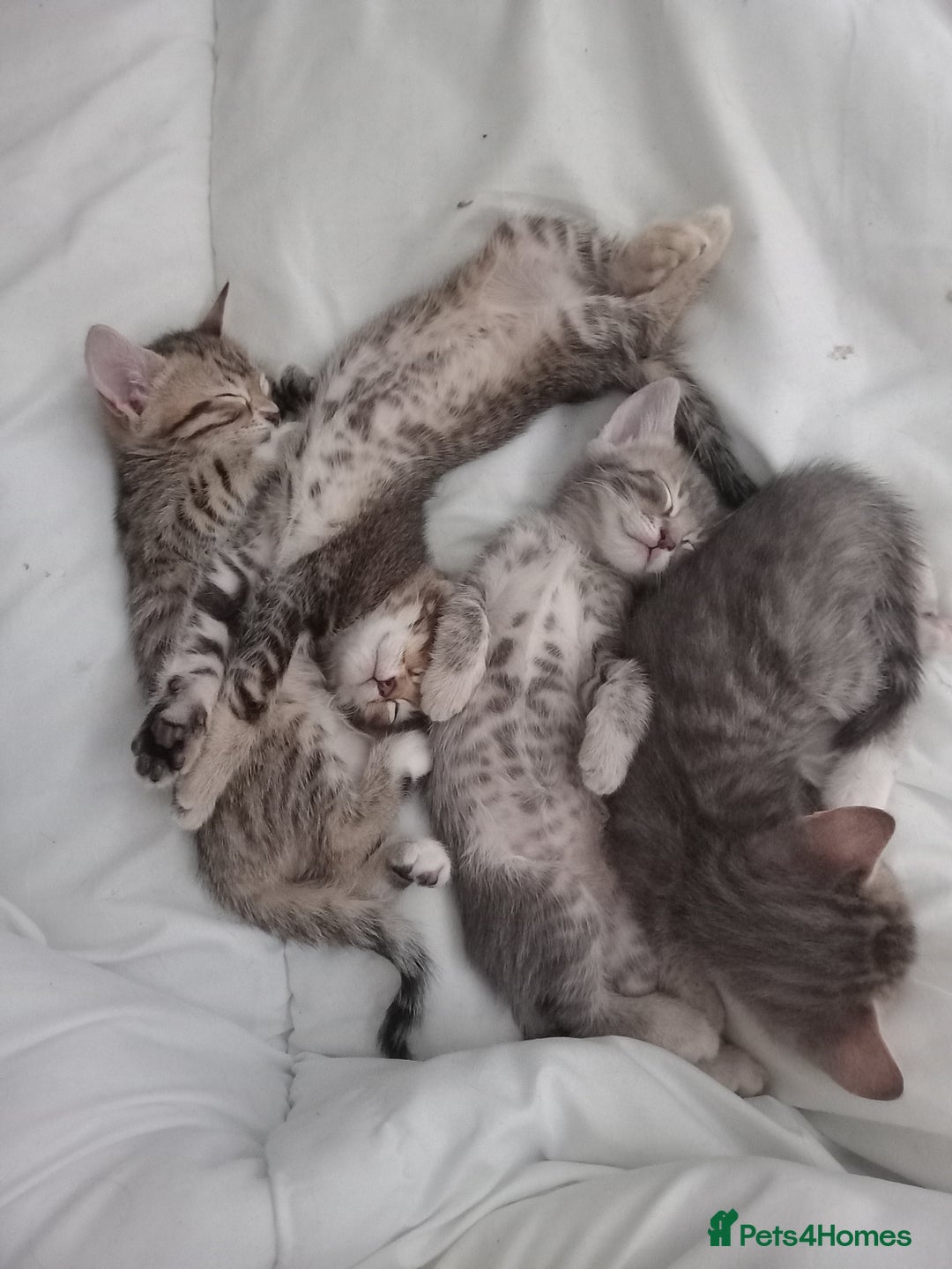 Bengal cats for sale: BENGAL Cross Kittens ♡ BLUE | READY NOW - Image 4