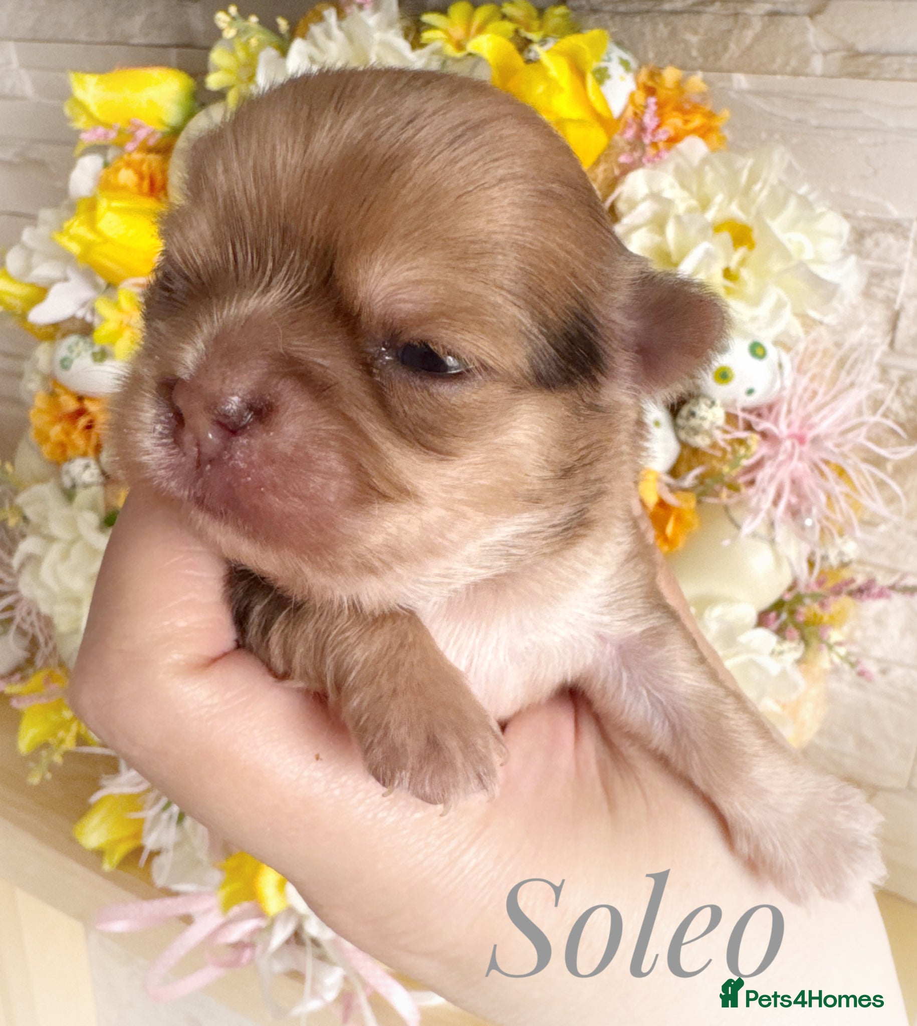 Chihuahua dogs Chihuahua puppies chocolate merle  - Advert 1