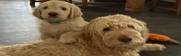 Double Doodle dogs for sale: Stunning Standard F3 Labradoodles  - Advert 7