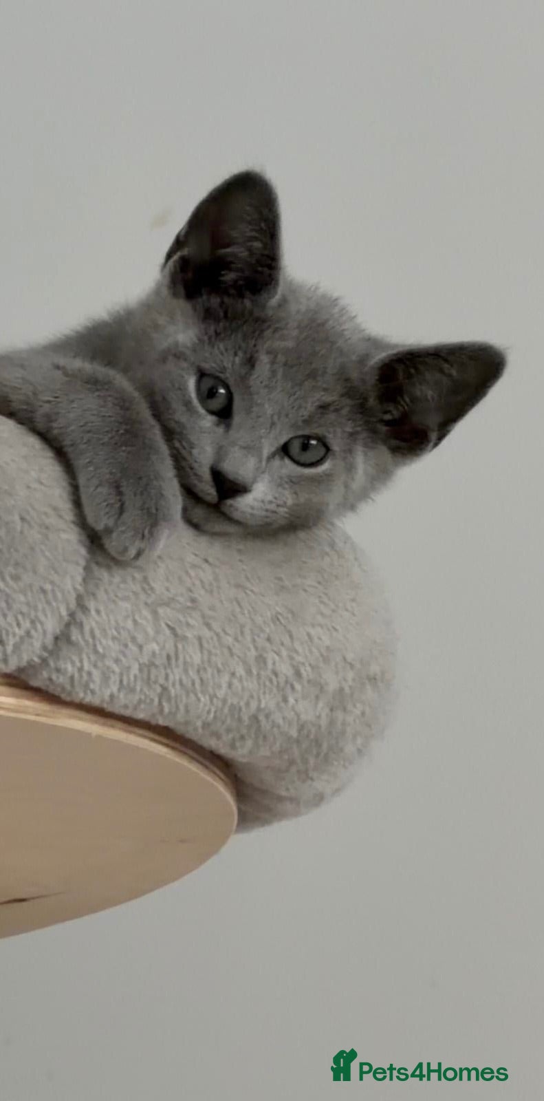 Russian Blue cats GCCF registered kitten - Advert 12