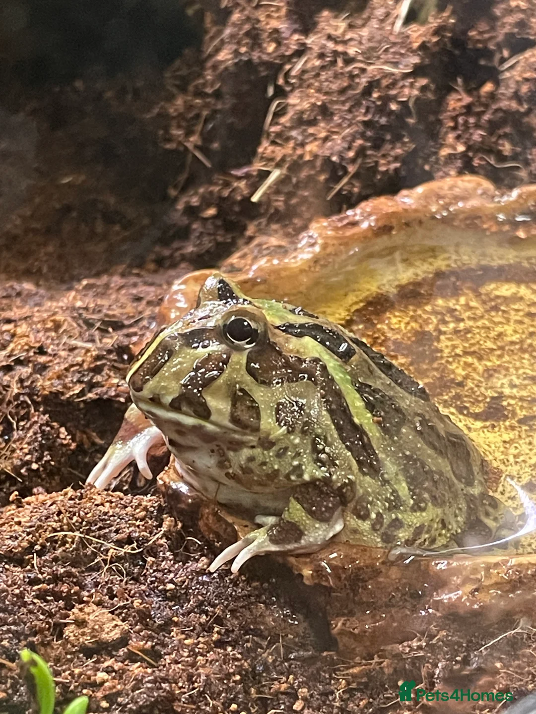 Frog reptiles for sale: Packman Frog  - Advert 3