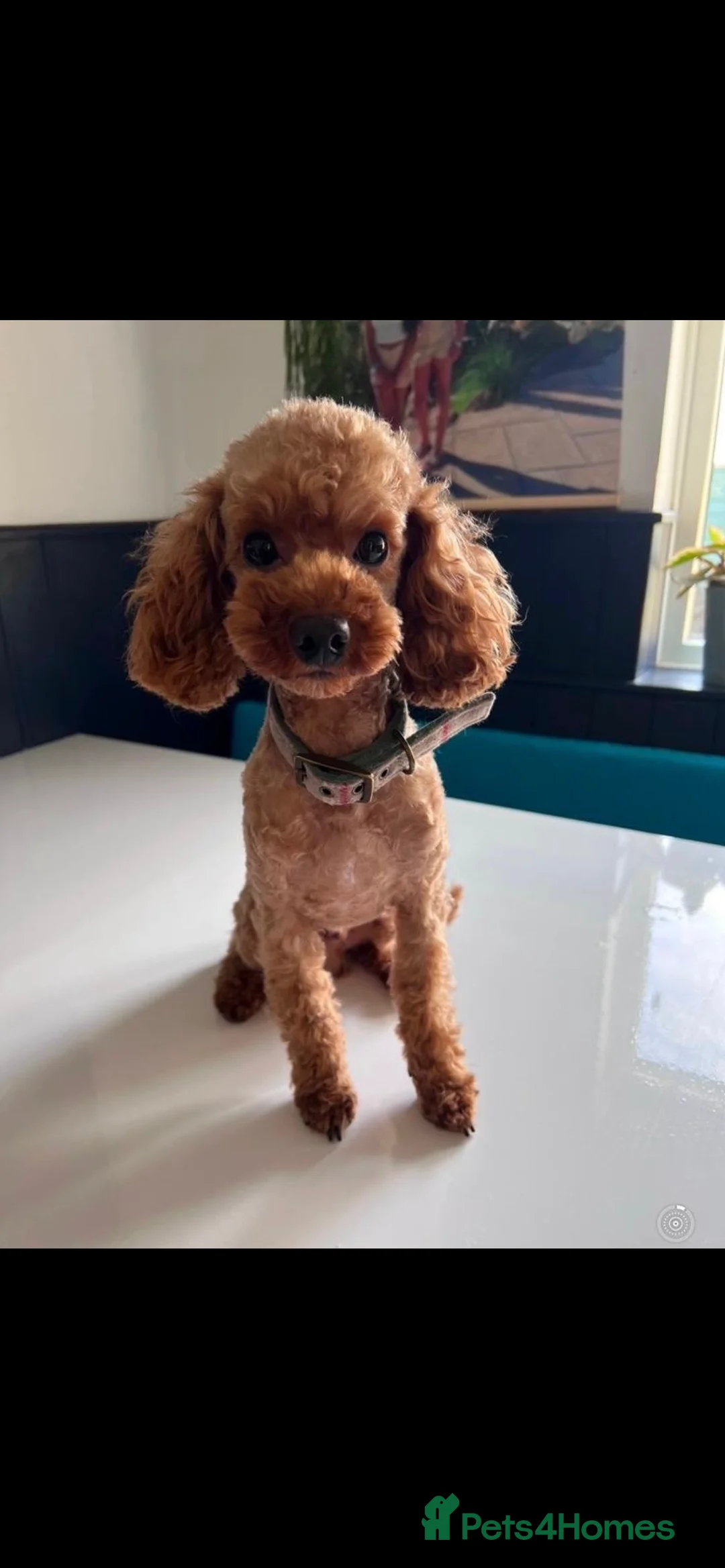 Toy Poodle dogs for stud: Toy Poodle Stud Experience Ted 🐾 - Advert 2