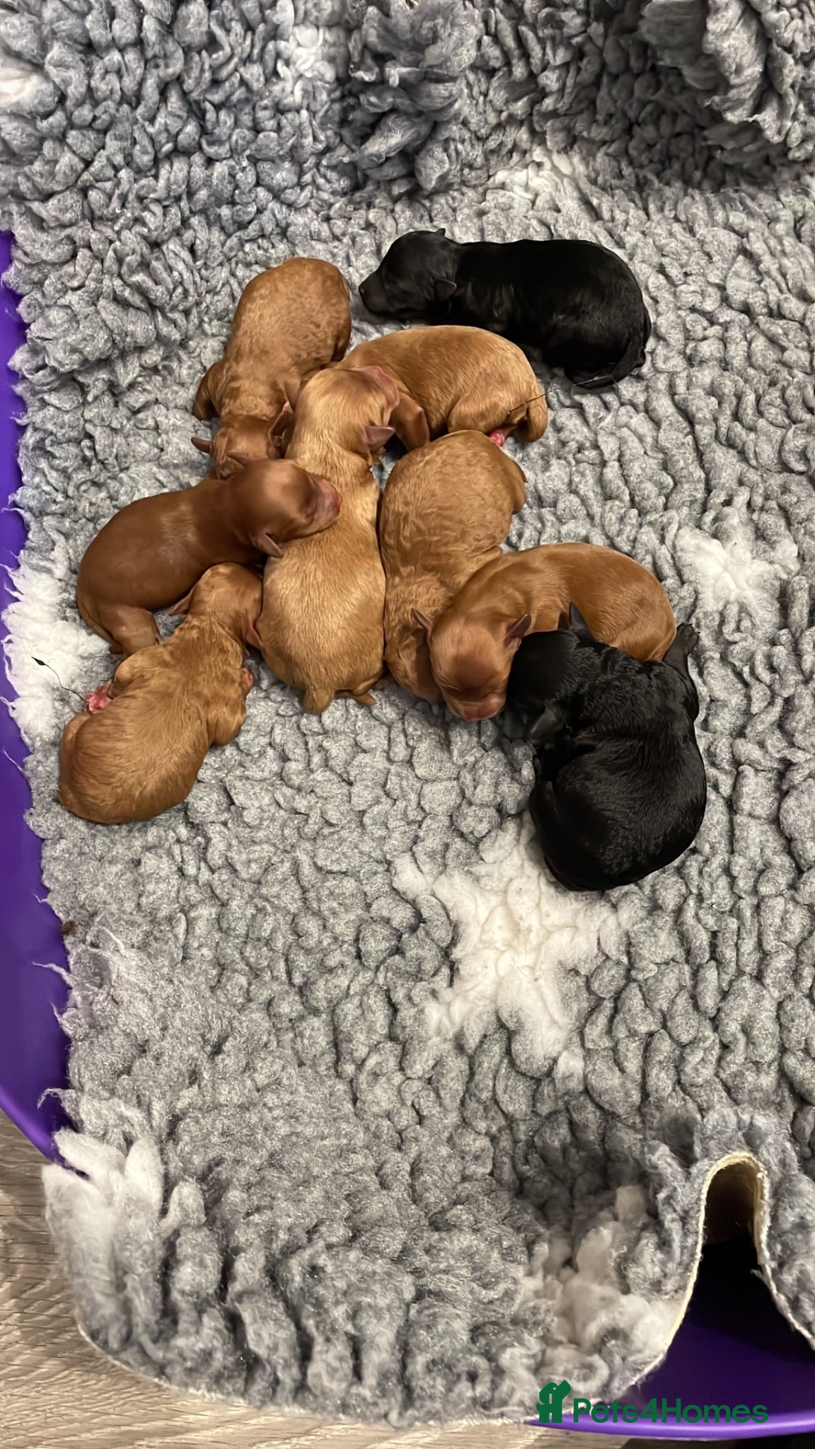 Cockapoo dogs Incredibly fluffy Tiny Toy F1B Cockapoo pups - Advert 2