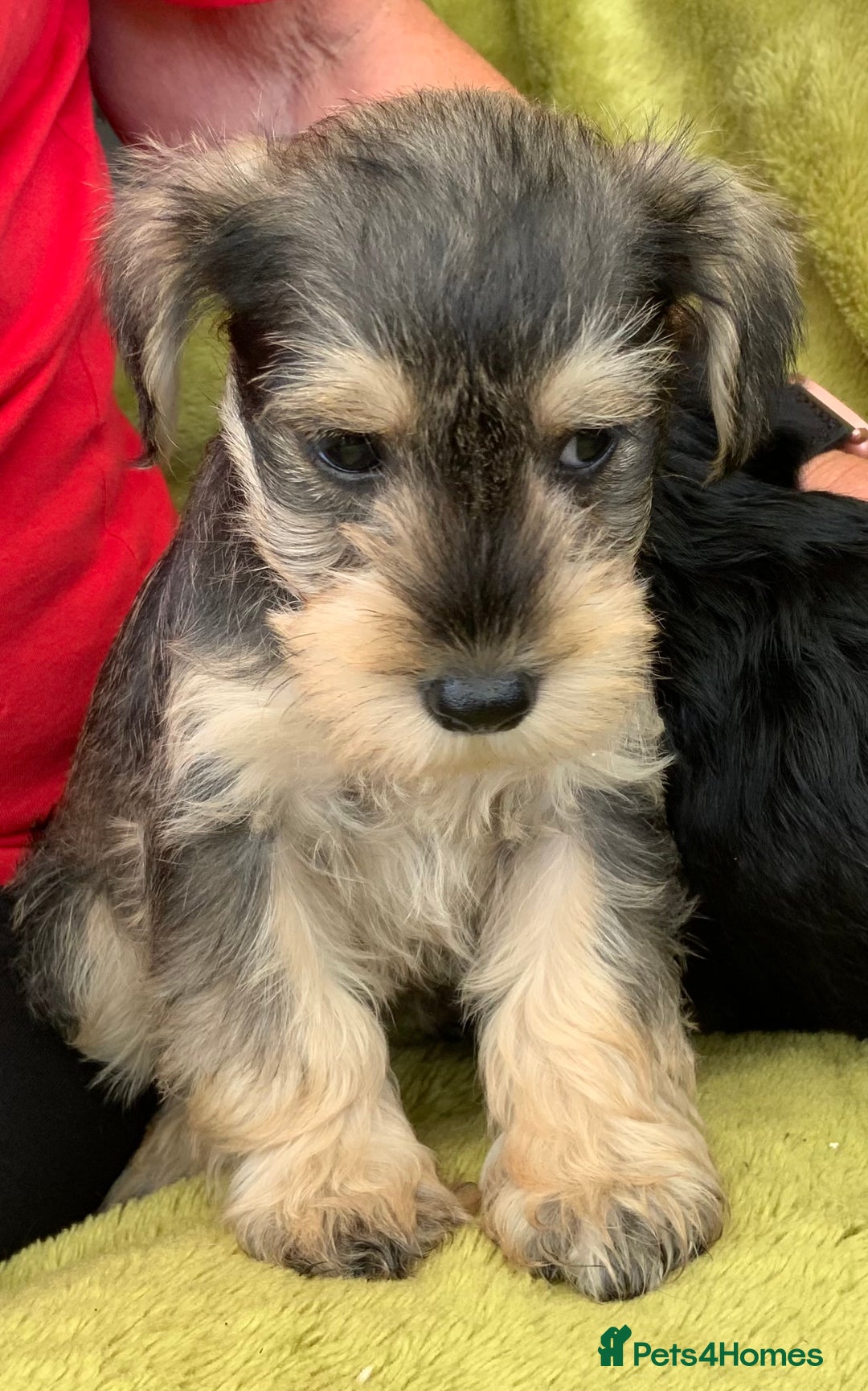 Miniature Schnauzer dogs for sale: Happy healthy miniature Schauzer puppies - Image 37