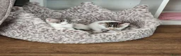 Domestic Shorthair cats for sale: Kittens for sale - Advert 16