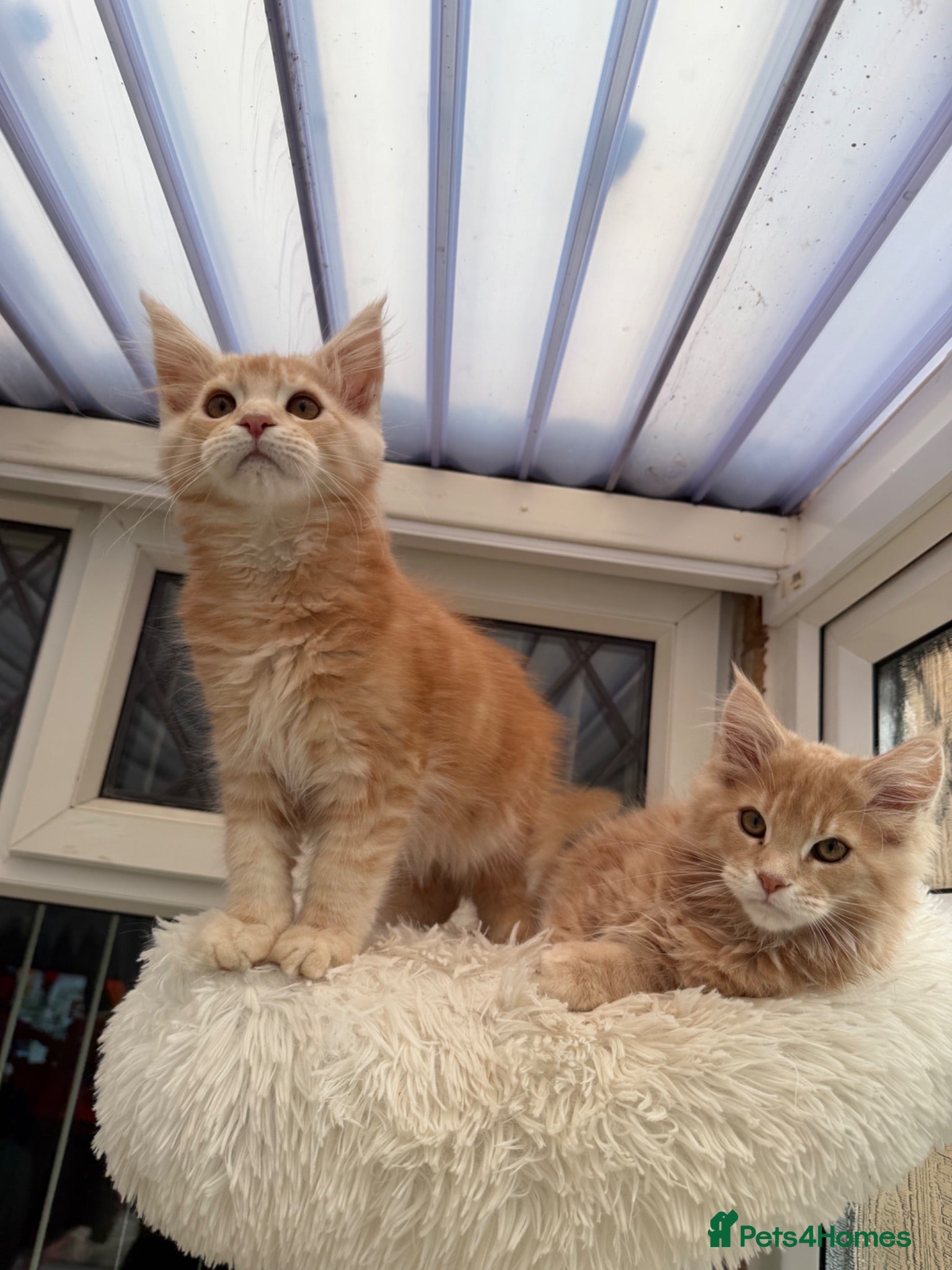 Maine Coon cats XL TICA Maine coon kittens READY TO GO - Advert 1