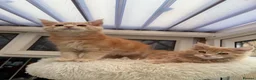 Maine Coon cats for sale: XL TICA Maine coon kittens - Advert 3