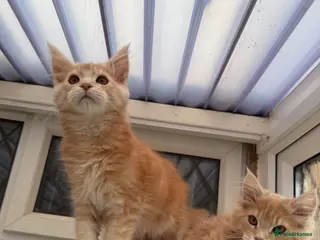 Maine Coon cats XL TICA Maine coon kittens READY TO GO - Advert 1
