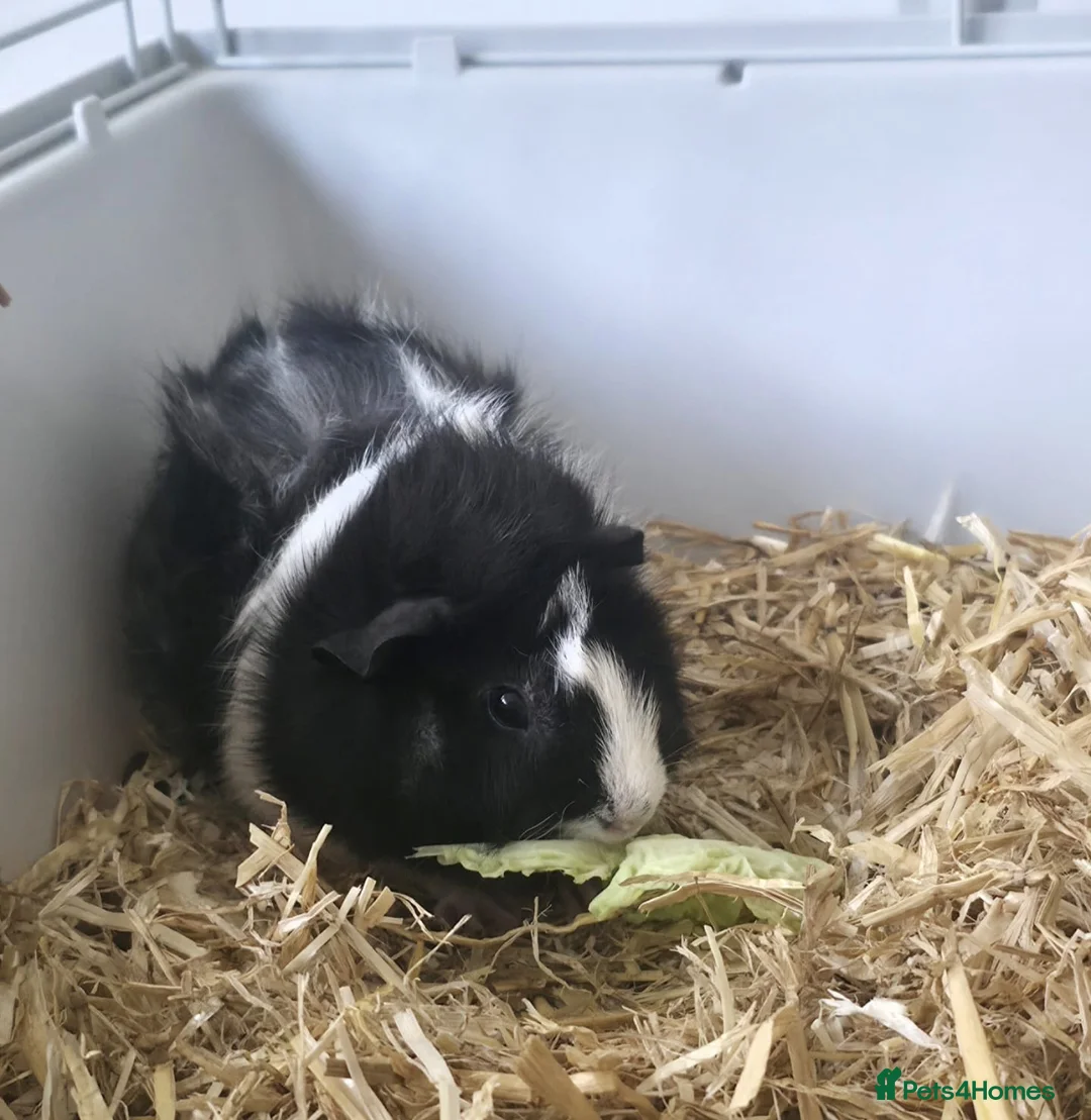 Guinea Pig rodents for sale: Male guinea pig  - Advert 3