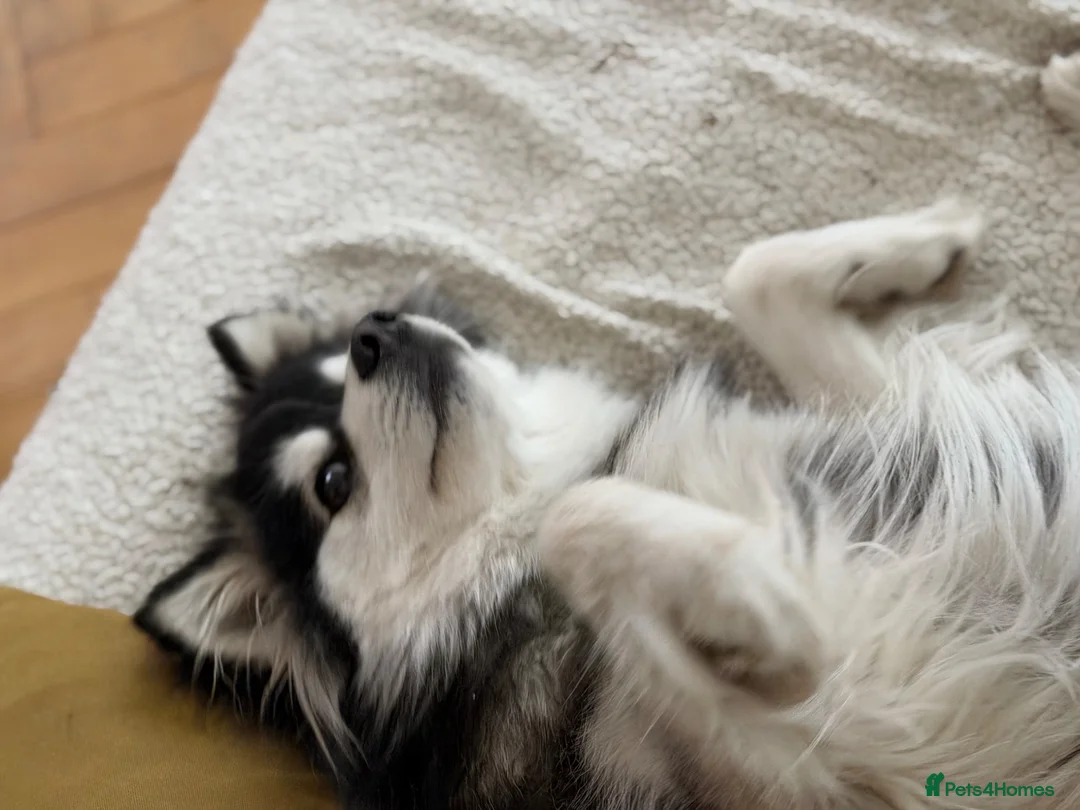 Pomsky dogs for sale: Exceptional F3 Pomsky - Great with Kids in London - Advert 6