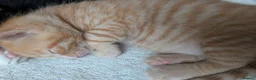 British Shorthair cats for sale: Rehoming our beloved 12 weeks old kittens - Advert 14