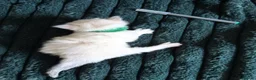 Ragdoll cats for sale: Beautiful Ragdoll Kittens Looking for Loving Home - Advert 12