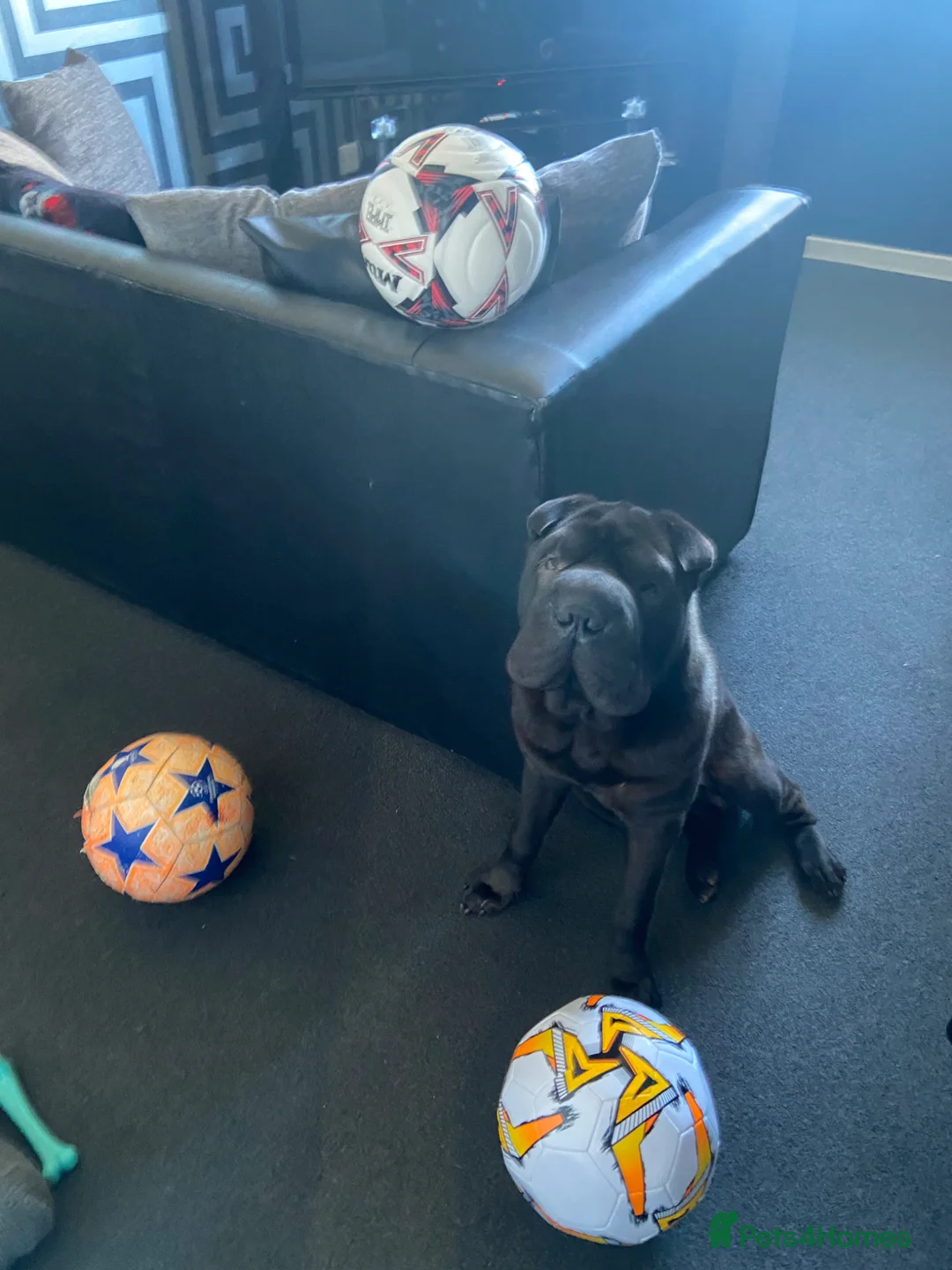 Shar Pei dogs for stud: Niko  in Glasgow - Advert 2