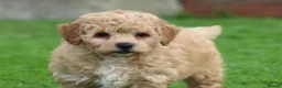 Poochon dogs for sale: Beautiful Poochon puppies for sale  - Advert 33