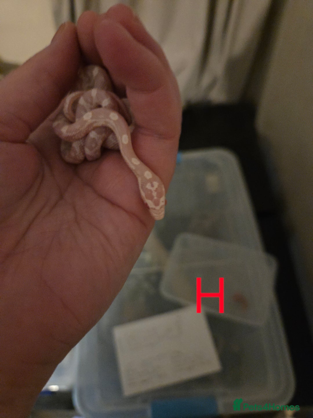 Corn Snake reptiles for sale: Hatchling Corn Snakes CB25 - Image 6