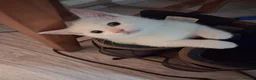 Mixed Breed cats for sale: 3 White 1 Black Kittens in Sunderland - Advert 14
