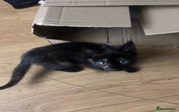 Mixed Breed cats for sale: 2 kittens for new home  - Image 11