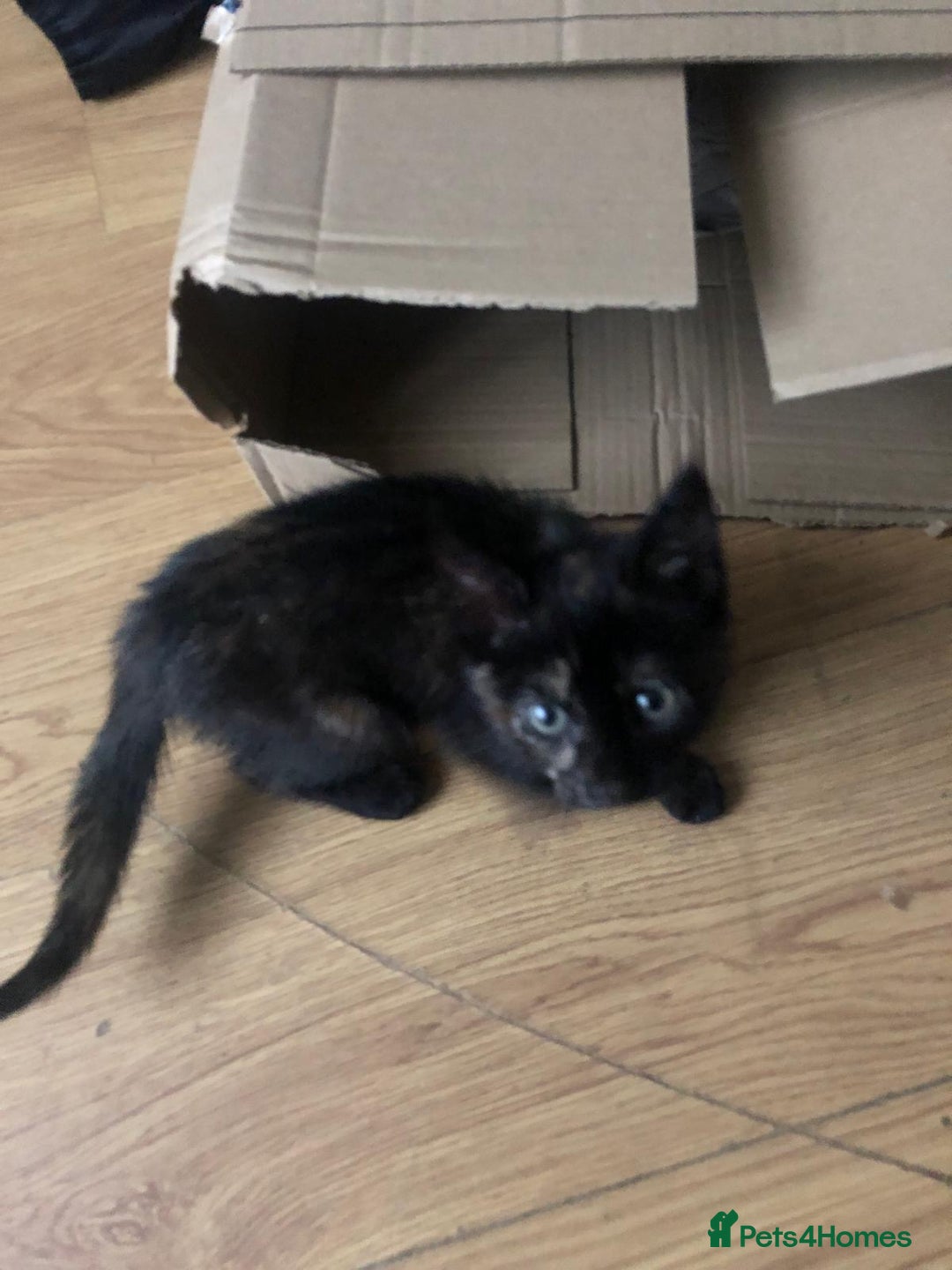 Mixed Breed cats for sale: 2 kittens for new home  - Image 11