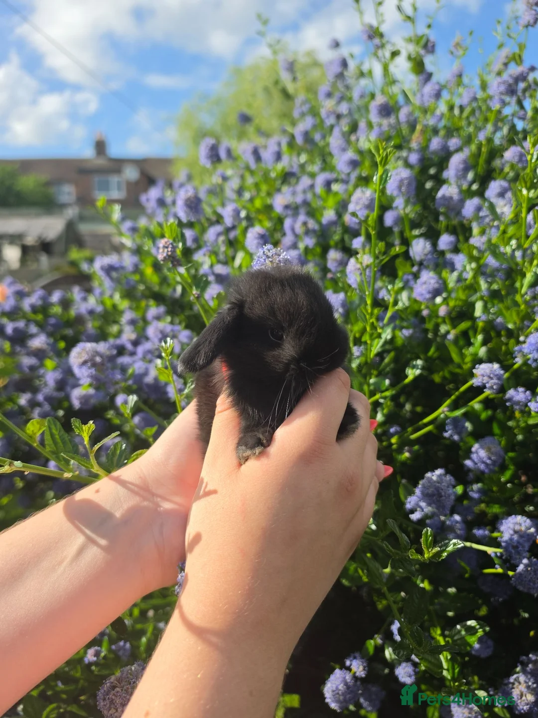 Mini Lop rabbits for sale: BRC Top Quality Mini Lops  - Advert 1
