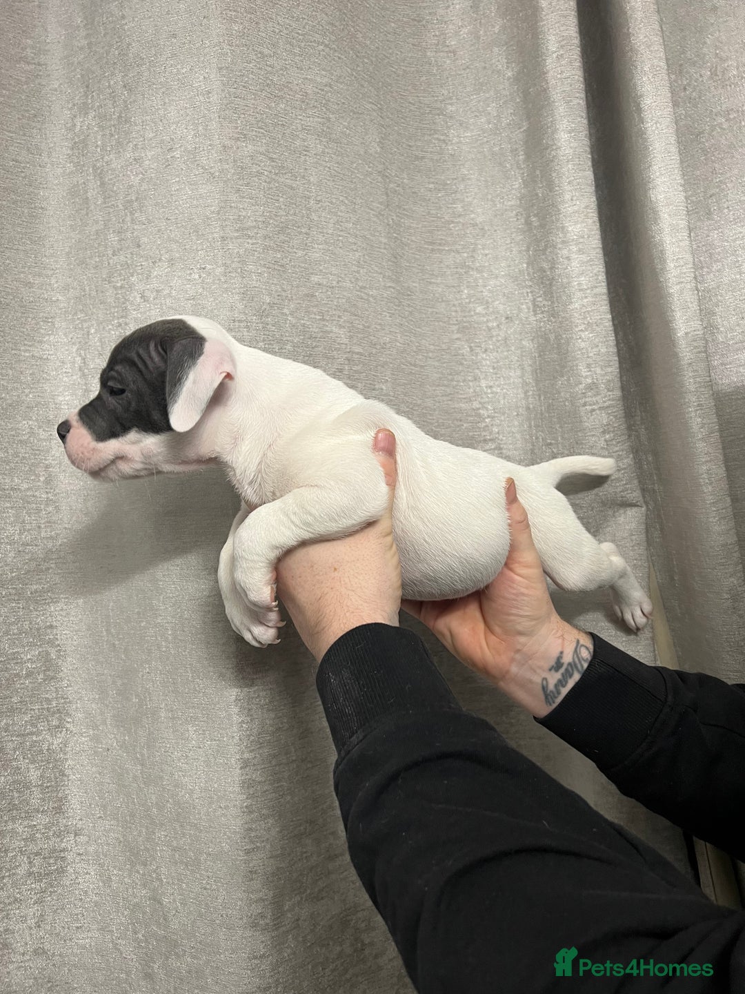 Staffordshire Bull Terrier dogs for sale: BEAUTIFUL STAFFY LITTER STUNNING COLOURS - Image 7
