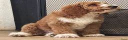Australian Labradoodle dogs for sale: Multi-Gen Australian Labradoodle Puppies - Advert 33