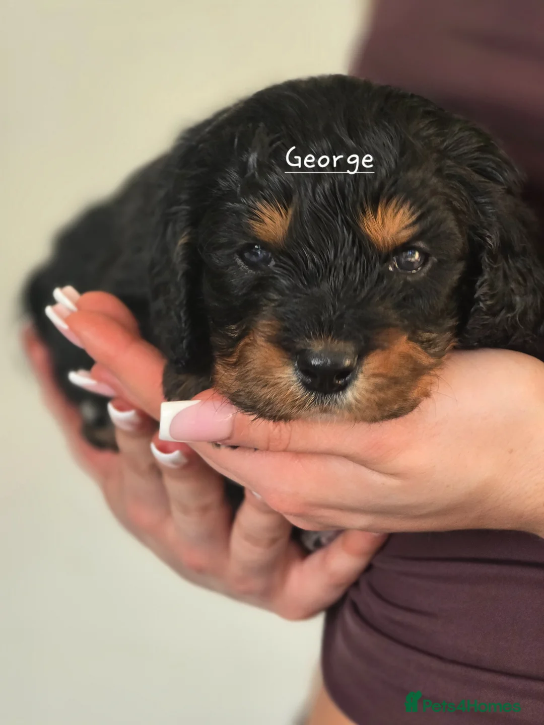 Cavapoo dogs for sale: Health tested Standard (cuddle) Cavapoos - Advert 37