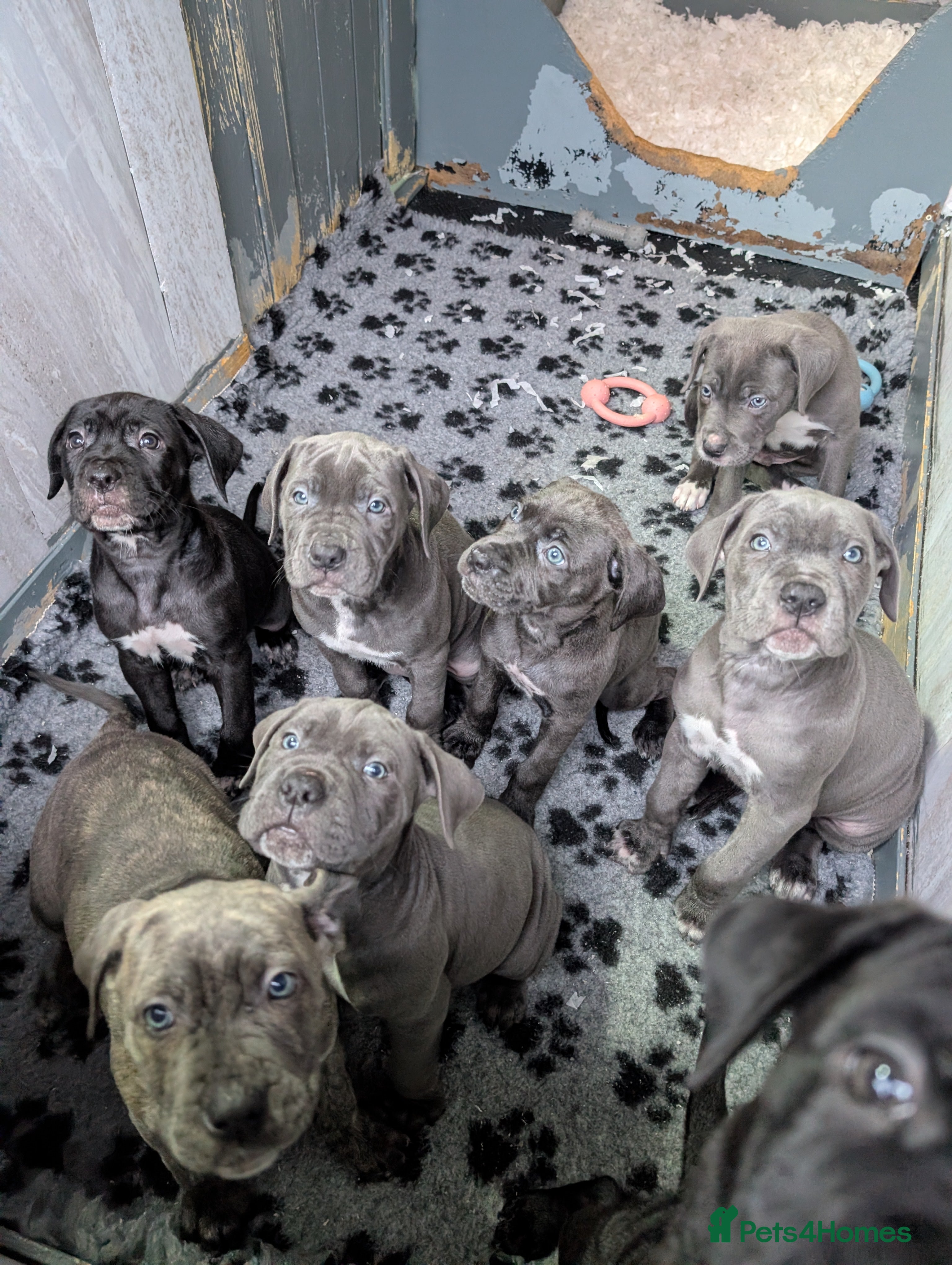 Cane Corso dogs Cane corso puppies  - Advert 4