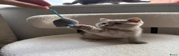 British Shorthair cats for sale: 🩷8 week old Lilac British Shorthair kitten🩷 - Advert 7