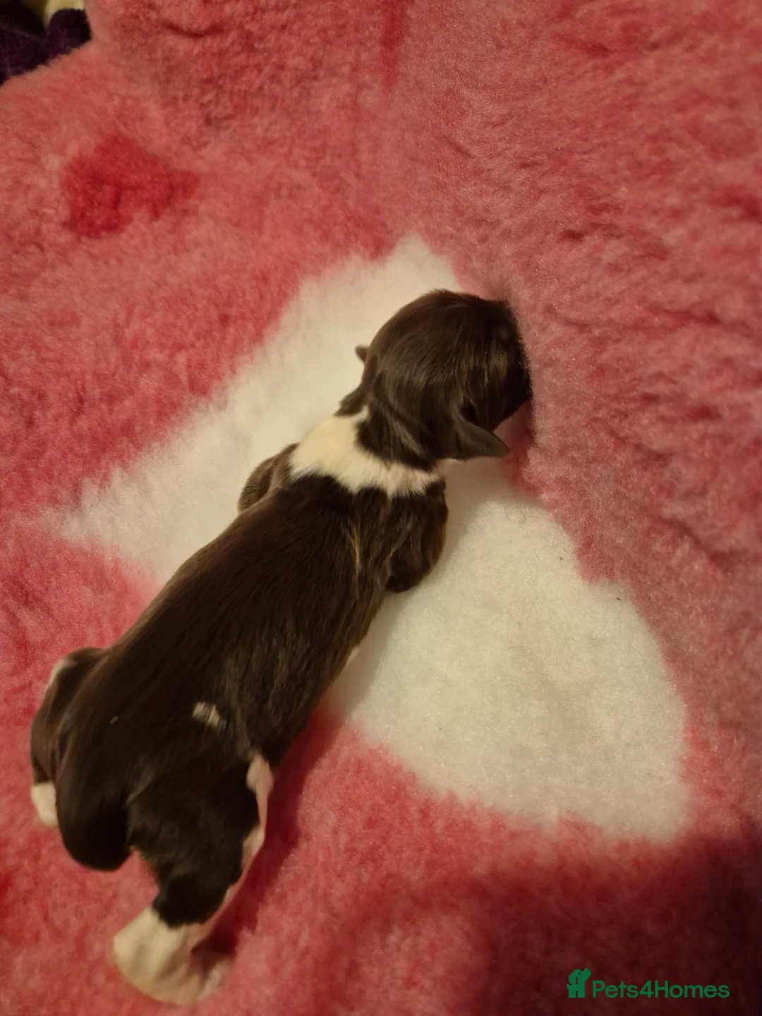 English Springer Spaniel dogs for sale:  Beautiful Liver & White Springer Spaniels - Advert 21
