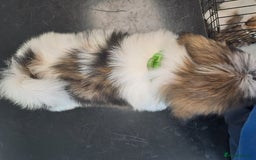 Lhasa Apso dogs for sale: Lhasa Apso Puppies  - Image 7