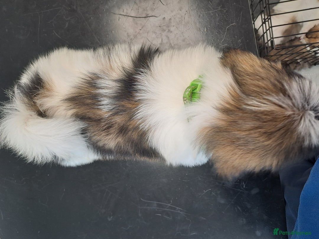 Lhasa Apso dogs for sale: Lhasa Apso Puppies  - Image 7