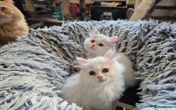 Mixed Breed cats for sale: Two Adorable Pure White Persian x Ragdoll Kittens - Image 1