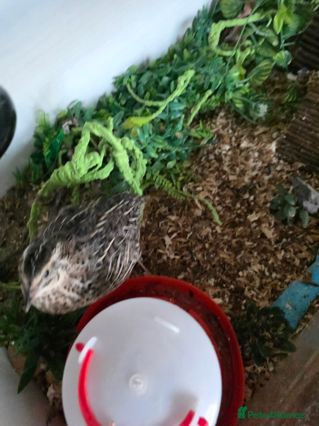 Quail poultry for sale: Single quail  - Advert 2