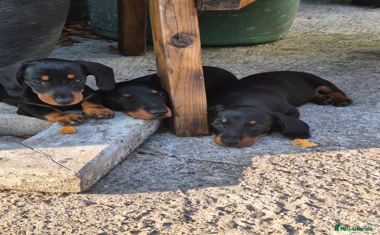 Miniature Dachshund dogs - Advert 4