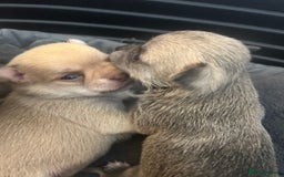 Chihuahua dogs for sale: Stunning smooth coat chihuahua puppies  - Image 15